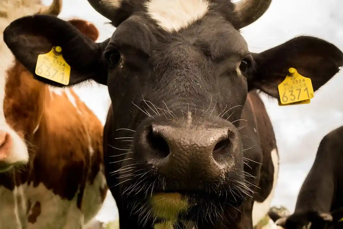 Германия снова заплатит фермерам за выпас коров. Фото: Skitterphoto / pixabay.com