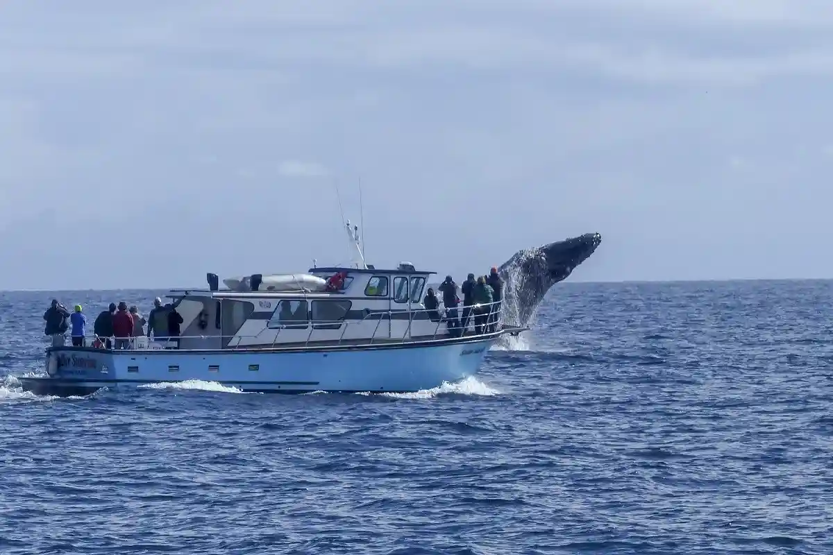 Пять человек погибли при столкновении лодки с китом