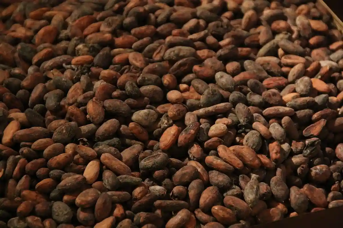 Какао вместо газа — новый способ выработки тепла. Фото: sluehr3g / pixabay.com