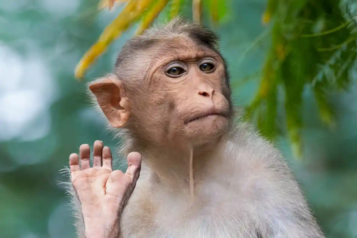 Ученые: обезьяны используют камни, как секс-игрушки. Фото: Syed Ahmad/Unsplash.com