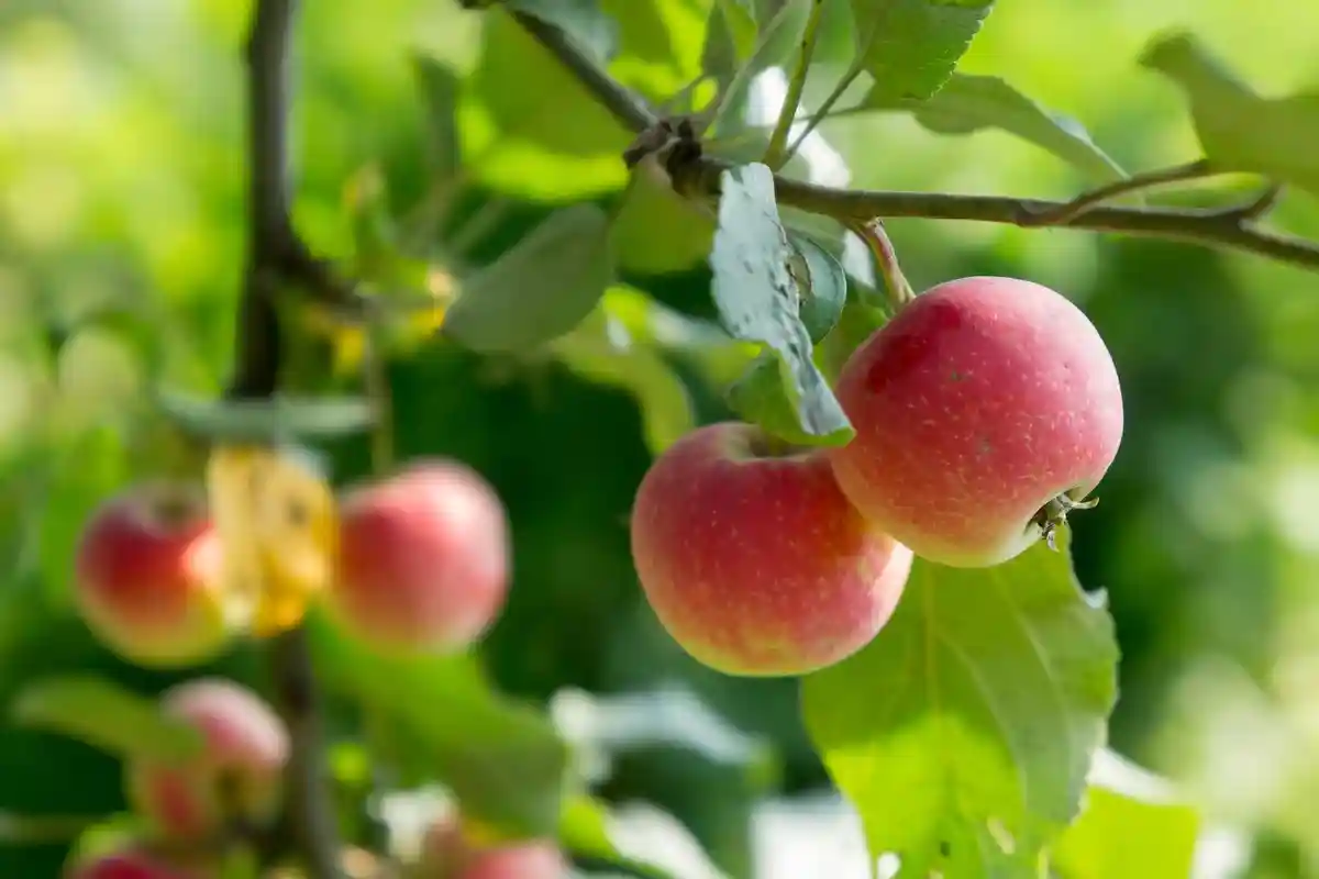 Количество фруктовых садов в ФРГ: каких фруктов выращивается больше всего? Фото: Eugene Kovalchuk / Shutterstock