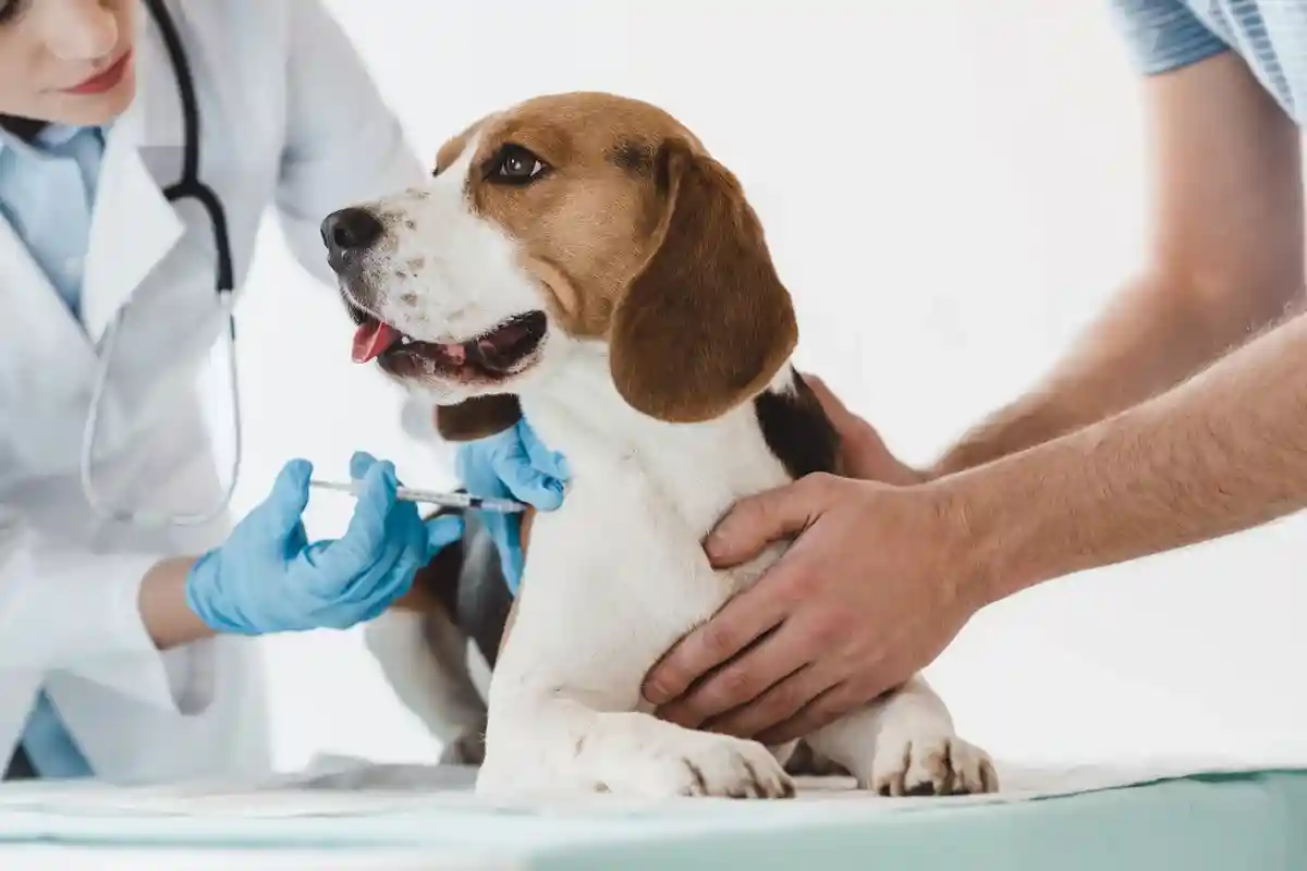 Лечение домашних животных: рост цен на вакцинацию. Фото: LightField Studios / shutterstock.com