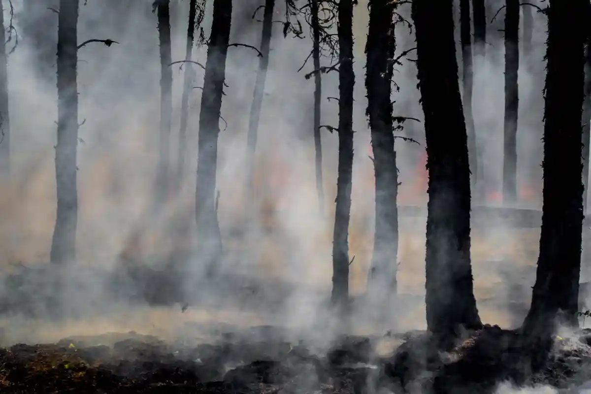 Лесной пожар в горах Гарц