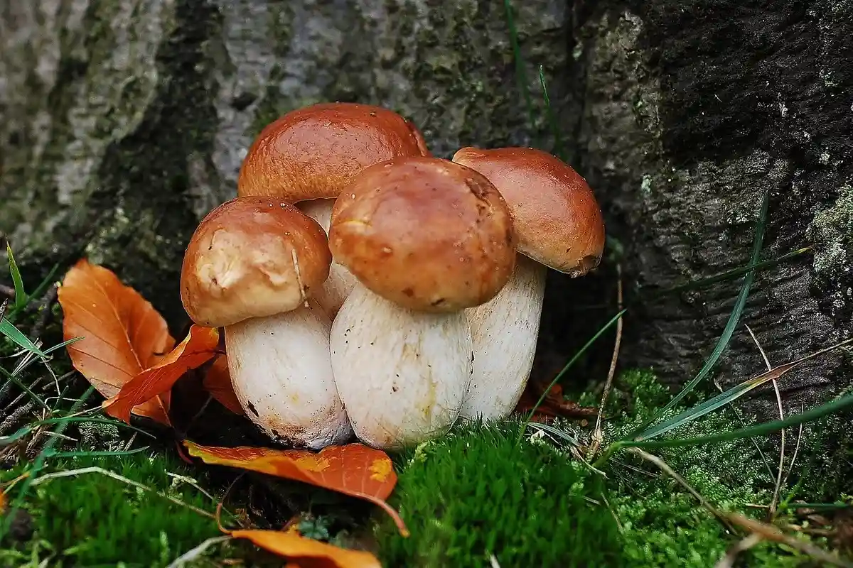 Мухомор в Германии почти всегда растет рядом с белыми грибами. Фото: Evamarietje / pixabay.com