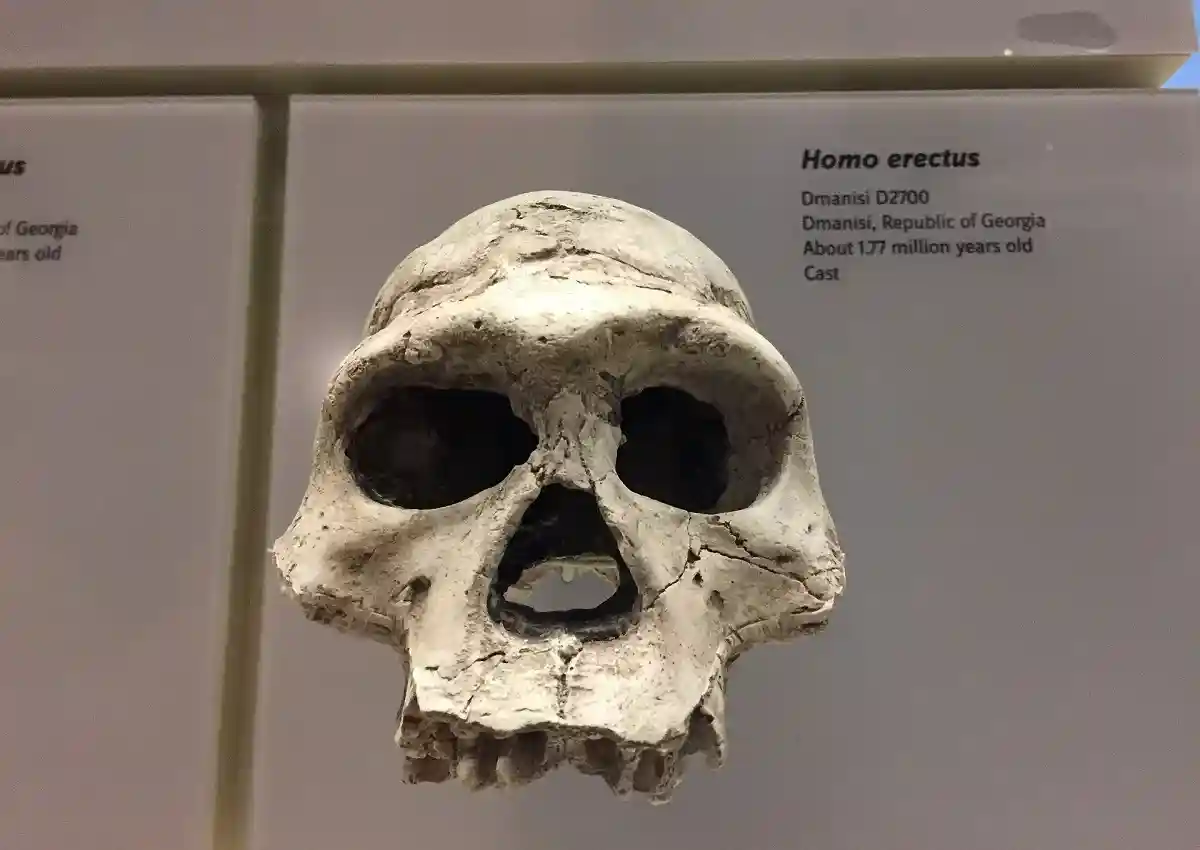 Неандертальцы отличались от людей одним геном. Фото: Mohamed Noor / pixabay.com