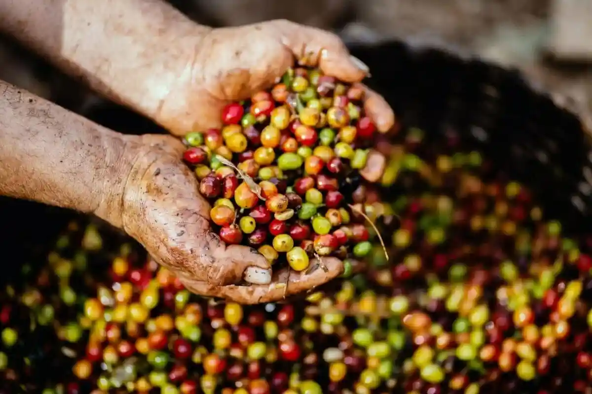 Нехватка продуктов в Тунисе: кофе стал дефицитным товаром. Фото: Livier Garcia / Pexels.com