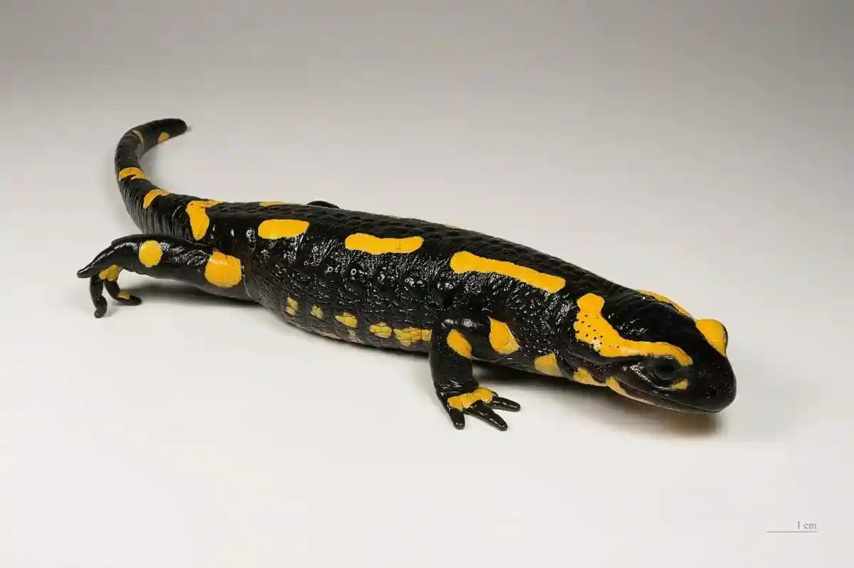 Огненная саламандра в Германии под угрозой из-за засухи