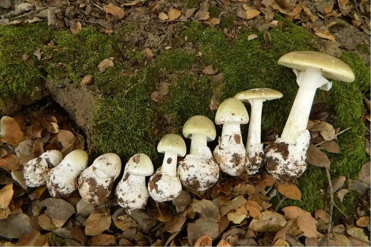 Опасно ли собирать и есть грибы в Германии: бледная поганка смертельно опасна. Фото: JPierce at Mushroom Observer / wikipedia.org