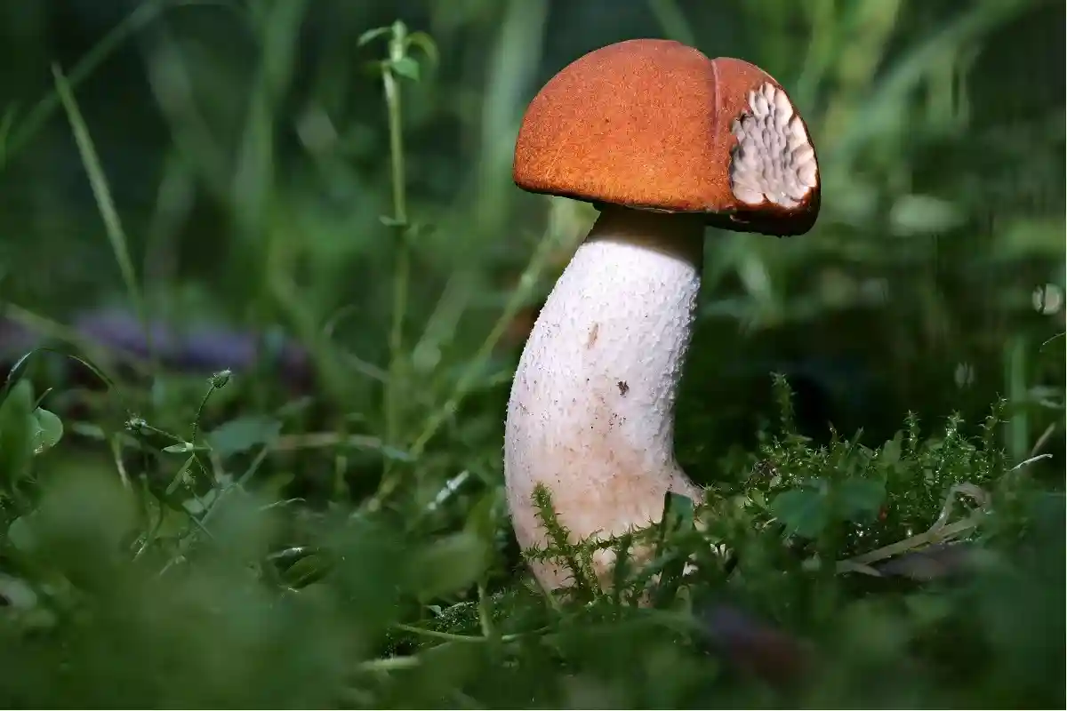 Опасно ли собирать и есть грибы в Германии. У подосиновика нет ядовитых двойников.