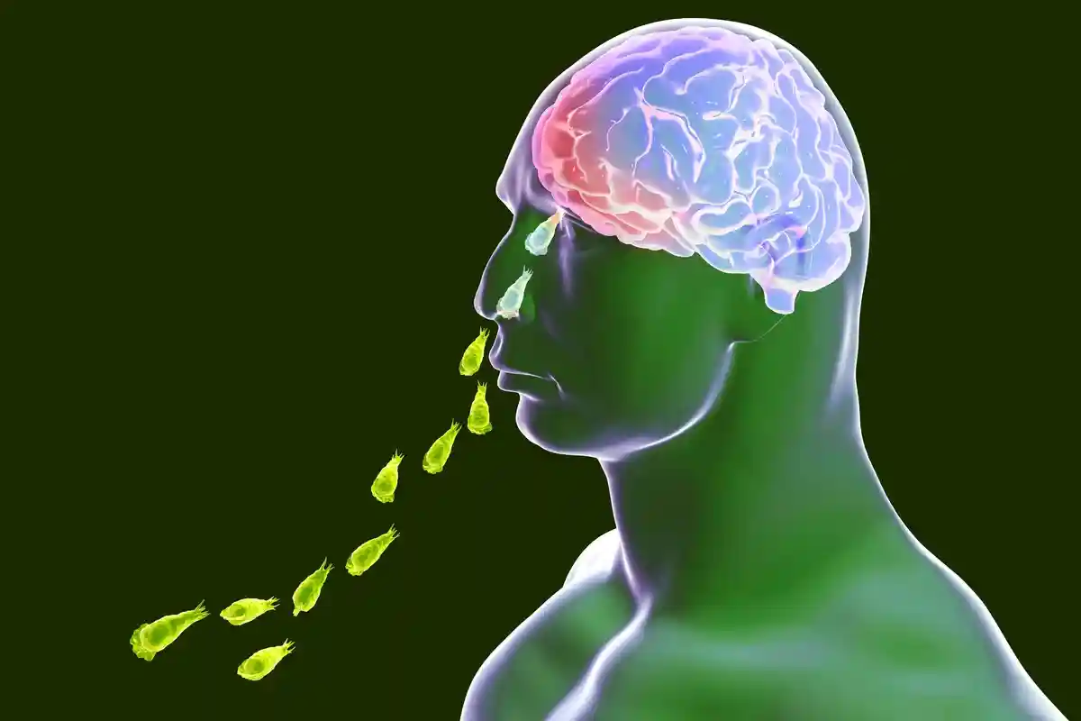 Опасные амебы попадают в мозг через носовую полость. Фото: Kateryna Kon / Shutterstock.com