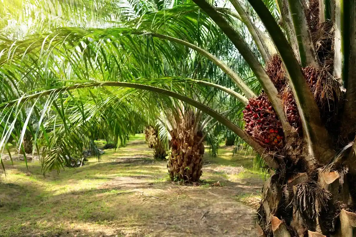 Индонезия сокращает запасы пальмового масла