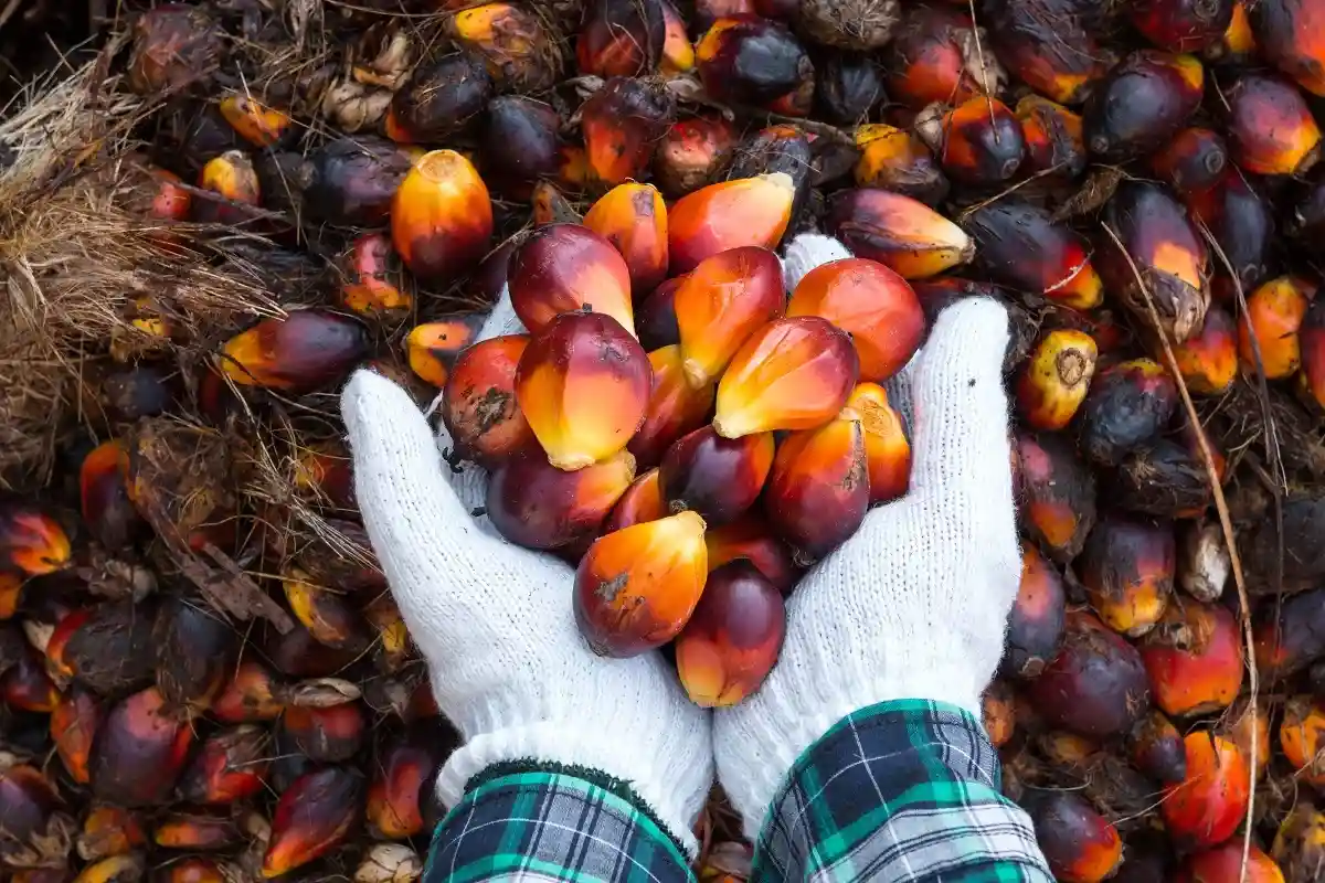 Плоды масличной пальмы. Фото: SUWIT NGAOKAEW / shutterstock.com