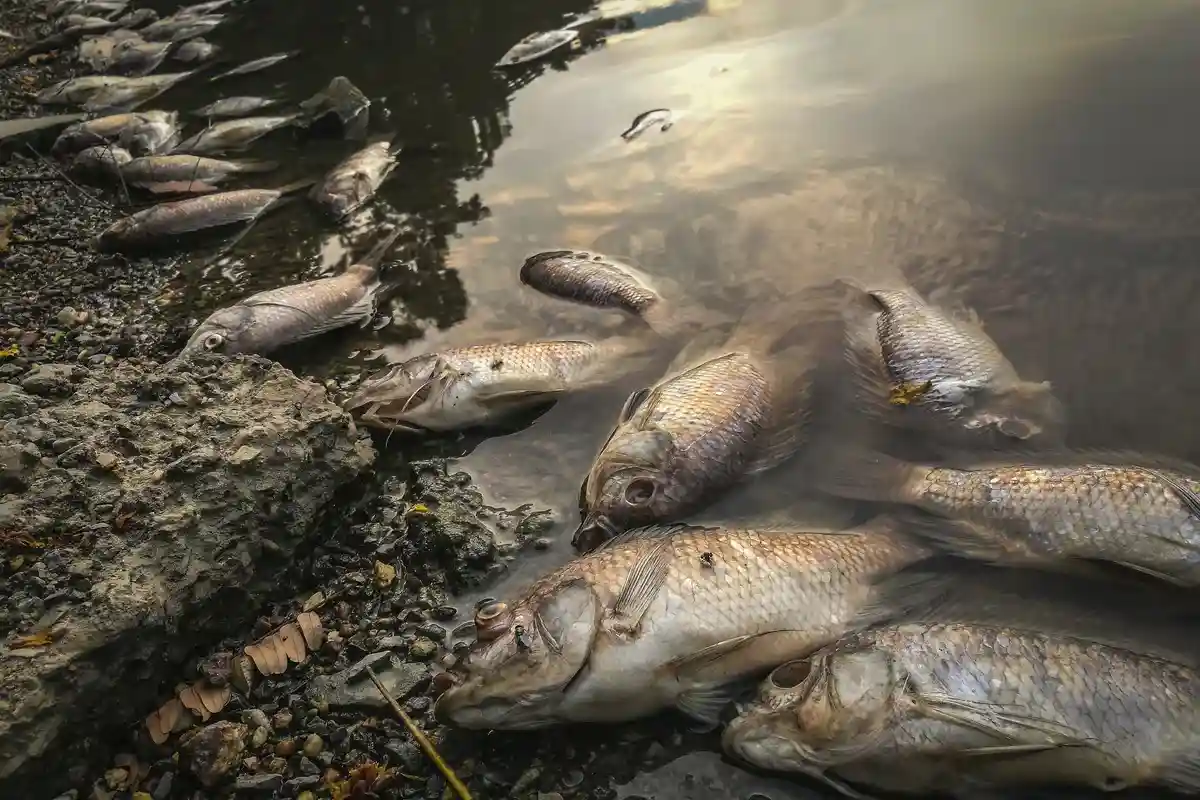 Польско-немецкий отчет о гибели рыб в Одере не опубликуют. Фото: kamomeen / shutterstock.com