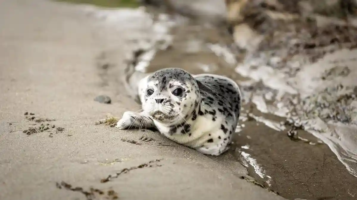 Подсчитана популяция антарктических тюленей Уэдделла. Фото: Ruvim Miksanskiy/pexels.com