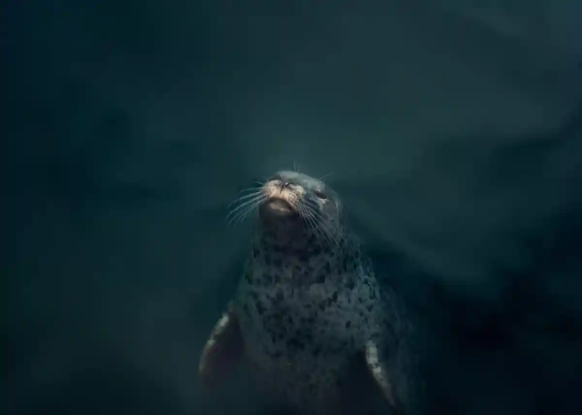 Подсчитана популяция антарктических тюленей Уэдделла