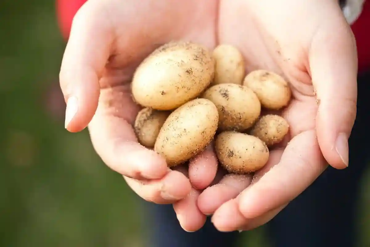 Посадка картофеля в сентябре. Фото: R Khalil / pexels.com