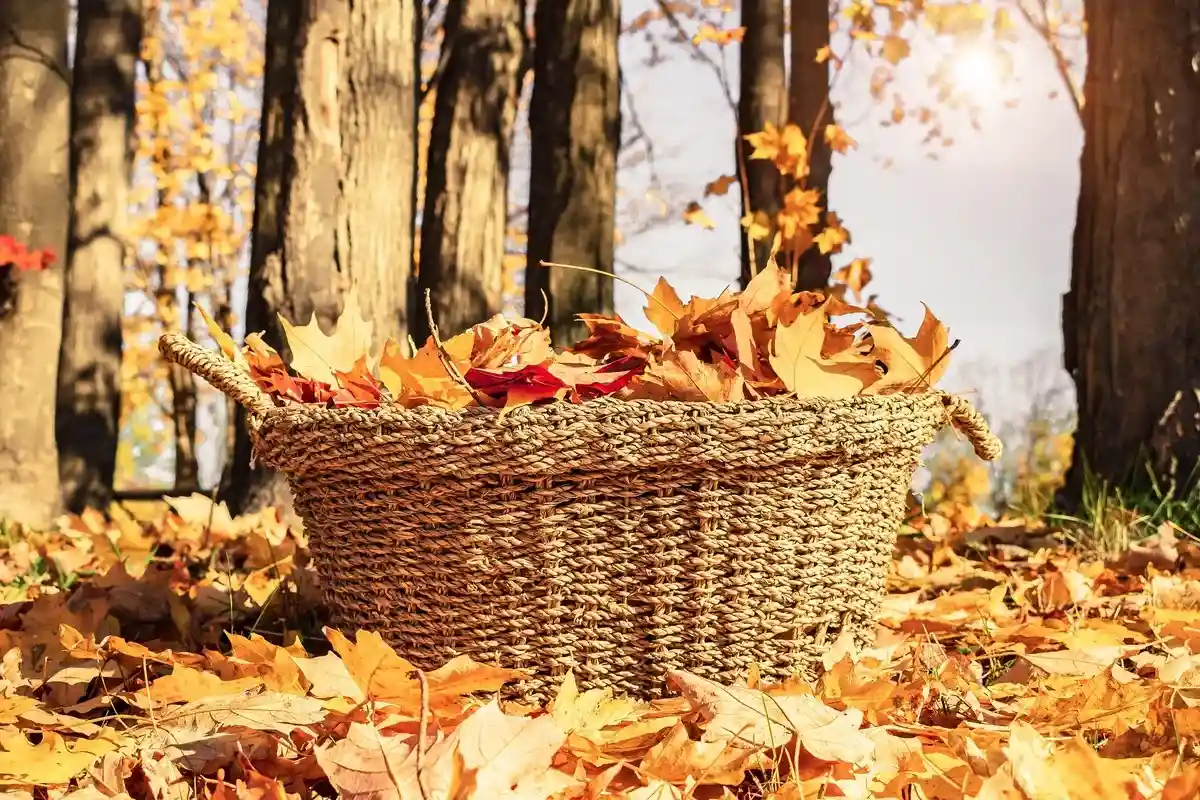 Правила уборки опавшей листвы и ее последующей утилизации необходимо соблюдать. Фото: NaturaArtPhotoraphy / pixabay.com