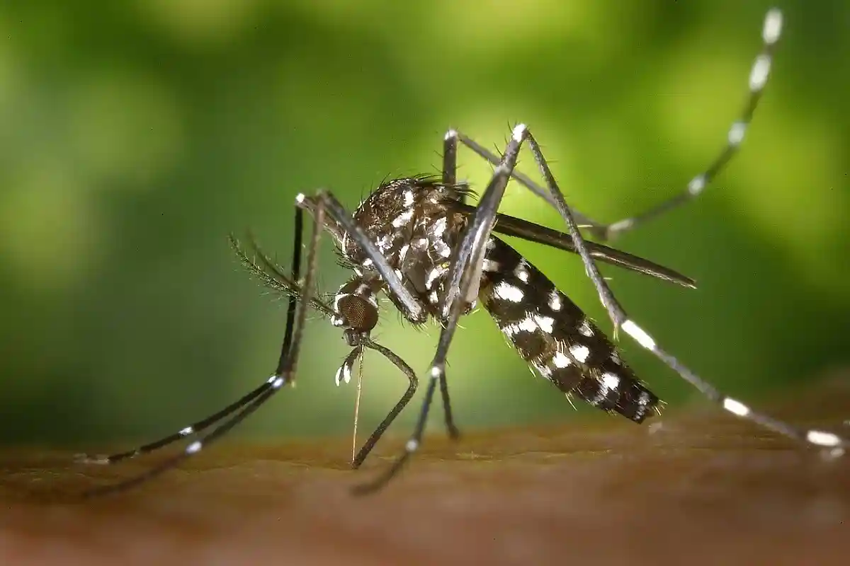 Комар рода Aedes albopictus. Фото: commons.wikimedia.org