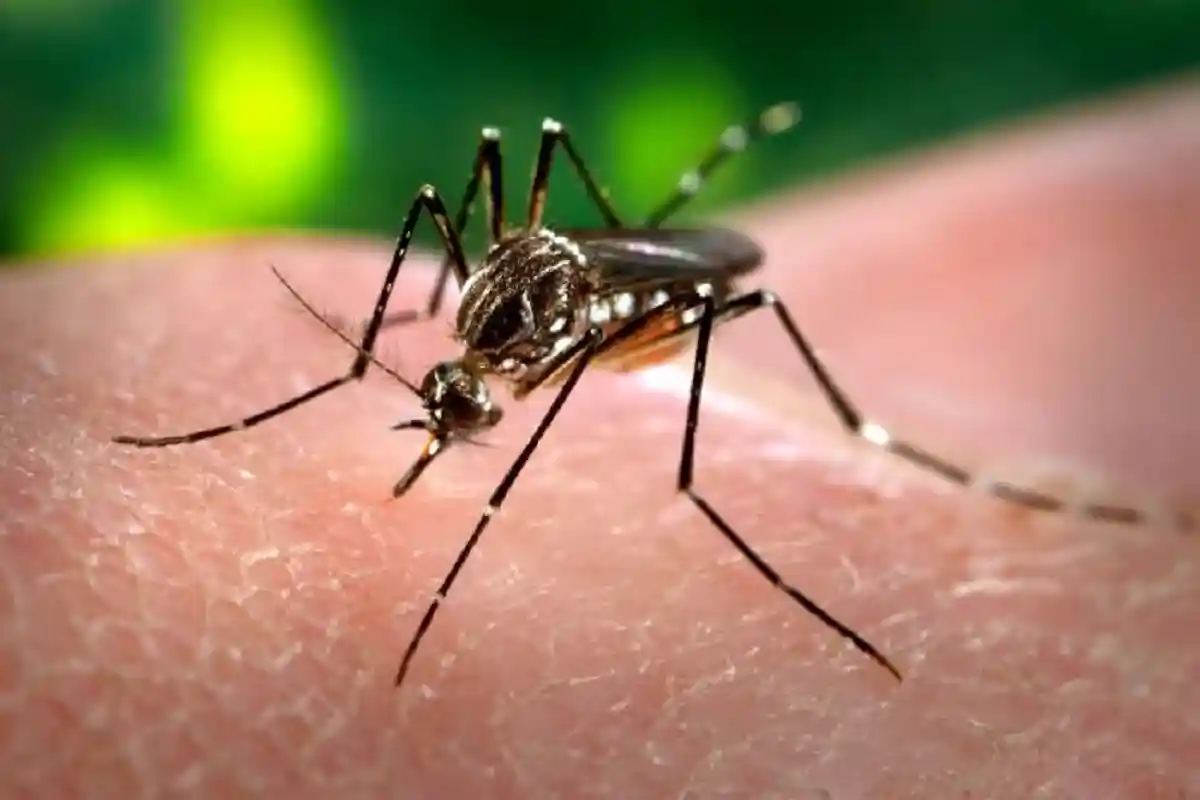 Комар Aedes aegypti. Фото: James Gathany / commons.wikimedia.org