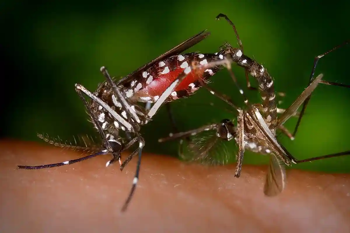 Комар Aedes albopictus. Фото: James Gathany, CDC / commons.wikimedia.org
