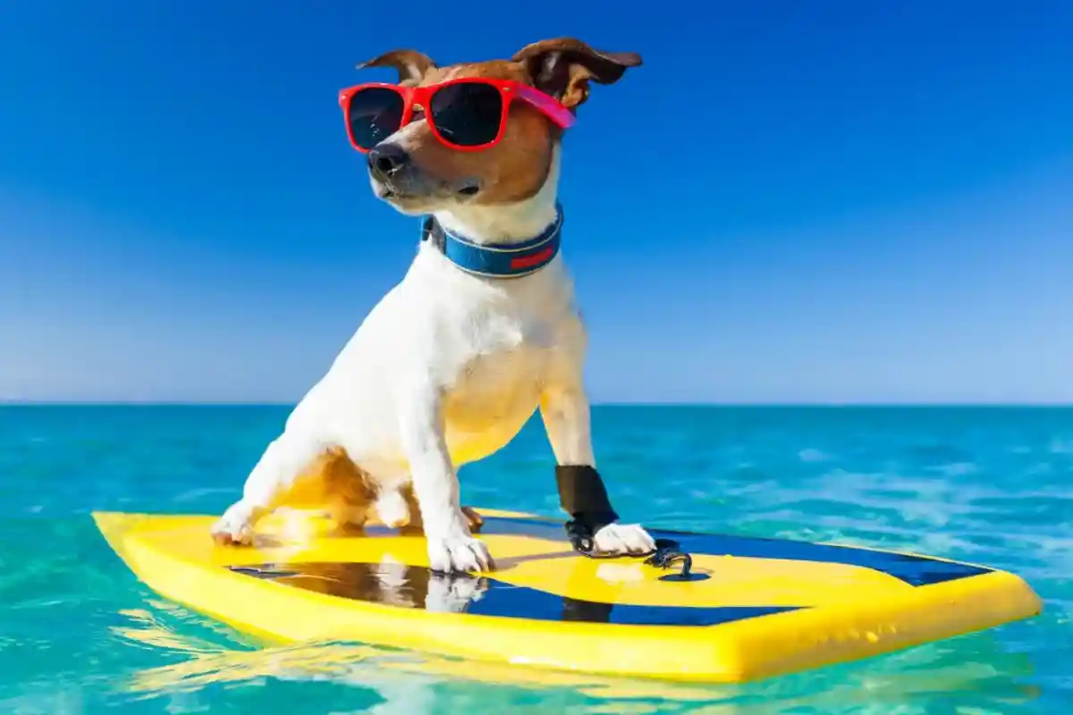 Инструктор по собачьему серфингу также занимает место в списке - самые странные вакансии в мире. Фото: Javier Brosch / shutterstock.com