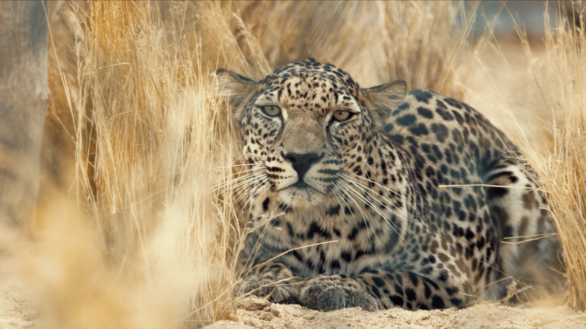 Аравийский леопард — исчезающая красота Ближнего Востока. Фото: rcu.gov.sa