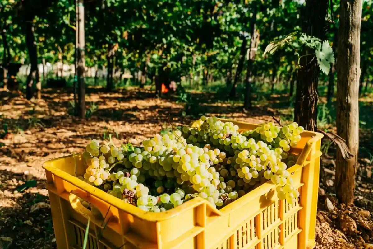 Сбор винограда во Франконии начинается раньше из-за жары