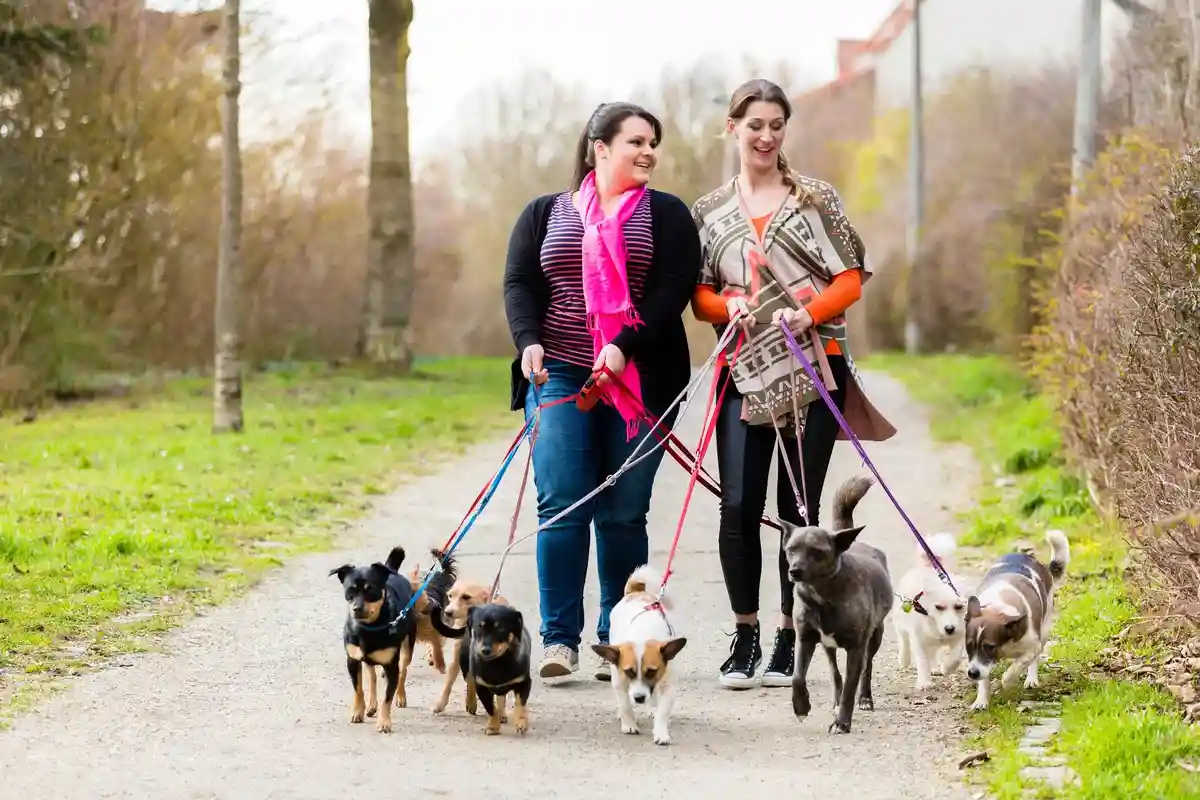 Сборы налога на собак в Германии: 401 млн евро. Фото: Kzenon / Shutterstock