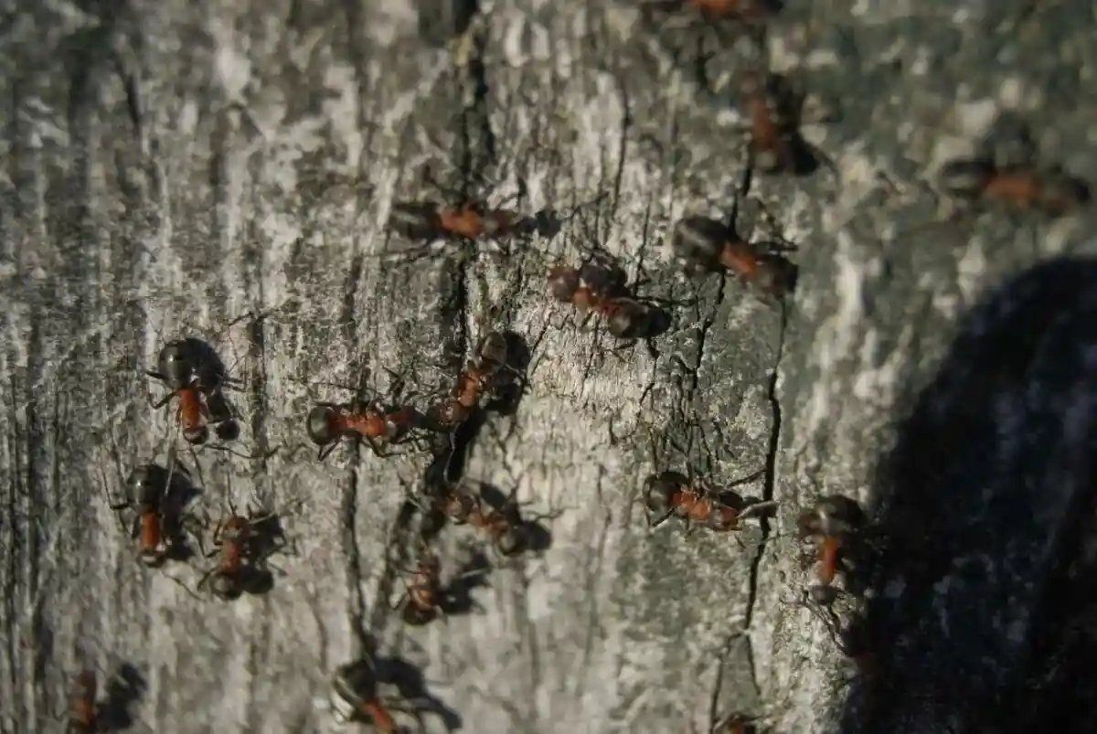 Ученые выяснили сколько муравьев во всем мире: как?