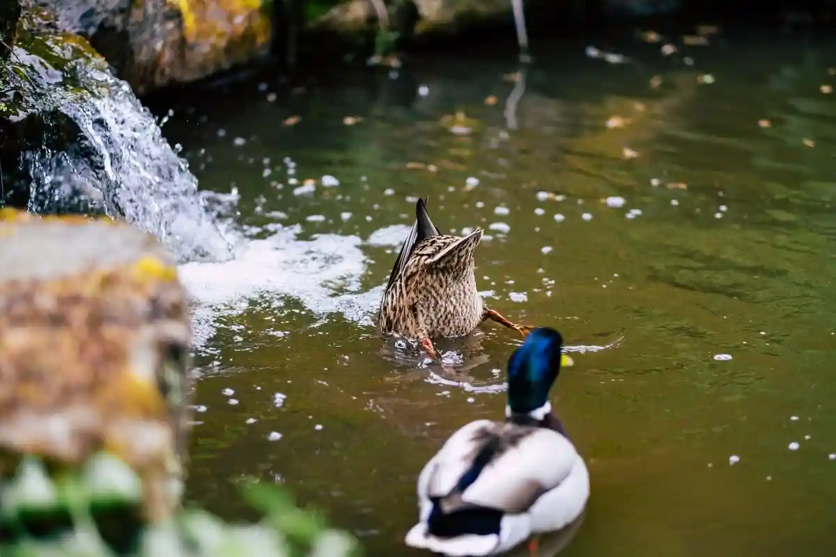 Яйца всех водоплавающих птиц имеют сильный запах и специфический вкус, который не всем нравится. Фото: Harry Grout/Unsplash.com