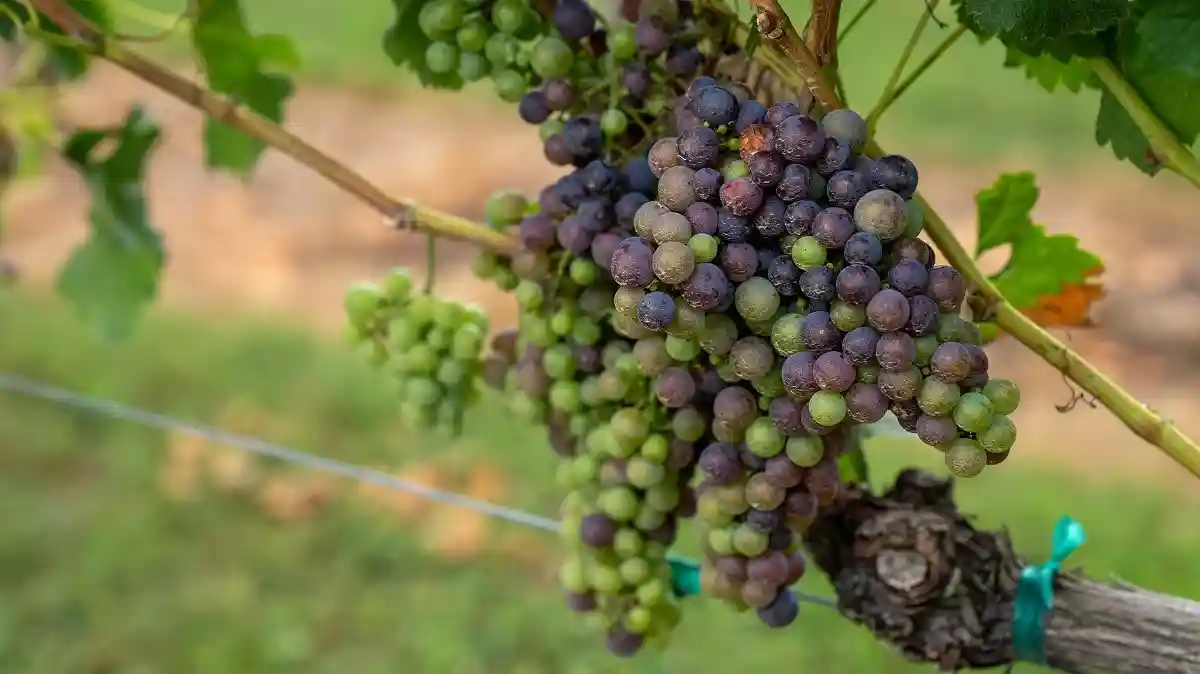 Виноград в Нижней Франконии покрыт белым налетом.
