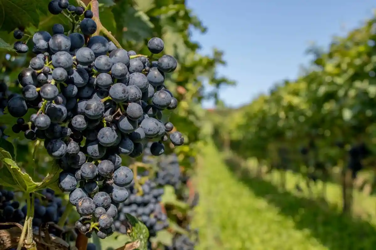 Виноградари Германии рассказали, что длительная засуха негативно повлияла на урожай. Фото: Rudolf-Peter Bakker / Unsplash.com