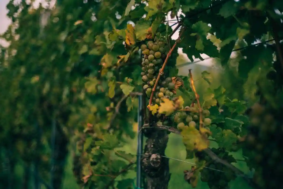 Некоторые сорта винограда созрели еще раньше, чем ожидалось. Фото: Jörg Bauer / Unsplash.com