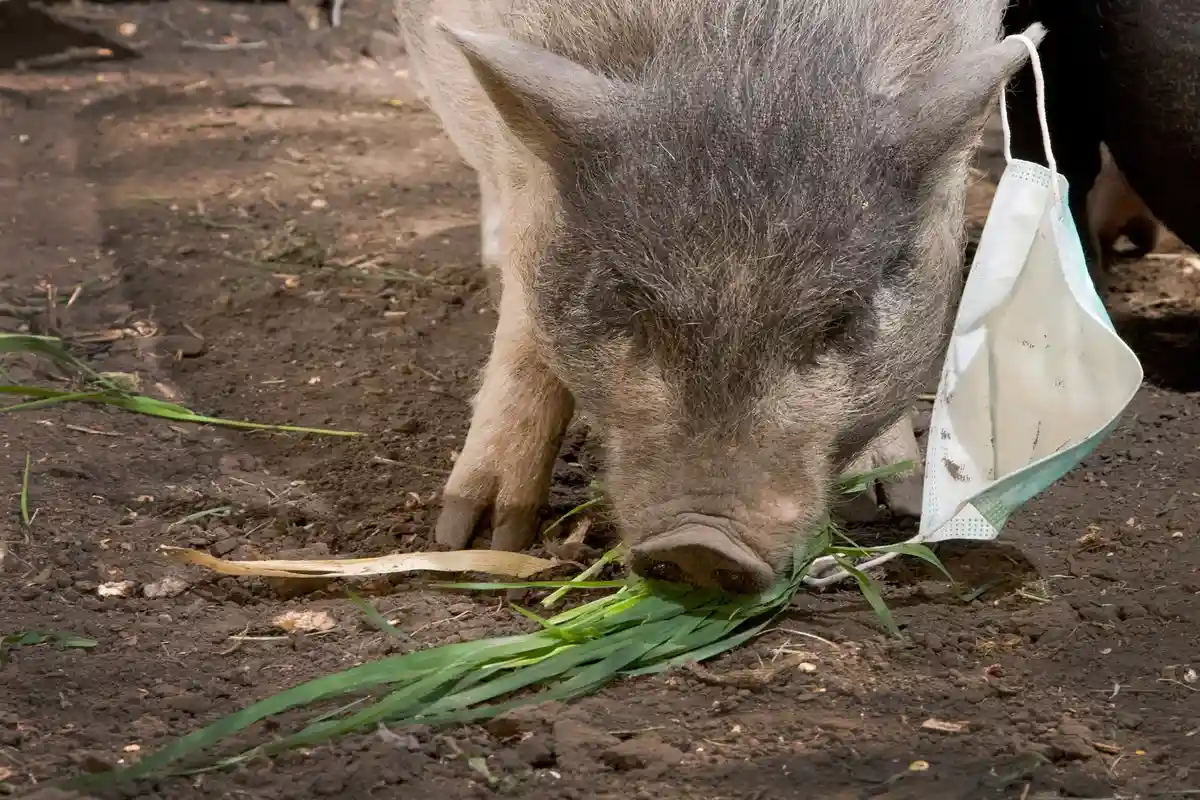 Вспышка чумы свиней в Саксонии-Анхальт
