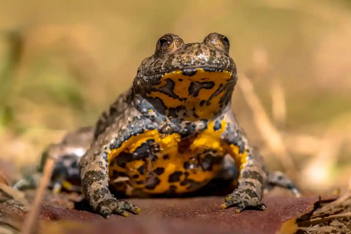 Желтобрюхие жабы: как колея от колес в лесу спасает им жизни