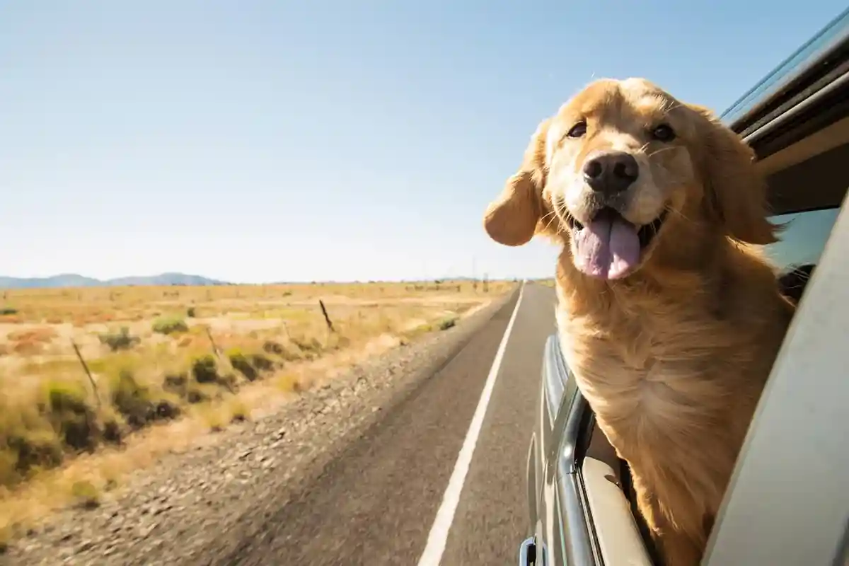 Как переехать с собакой в Германию. Фото: MPH Photos / Shutterstock