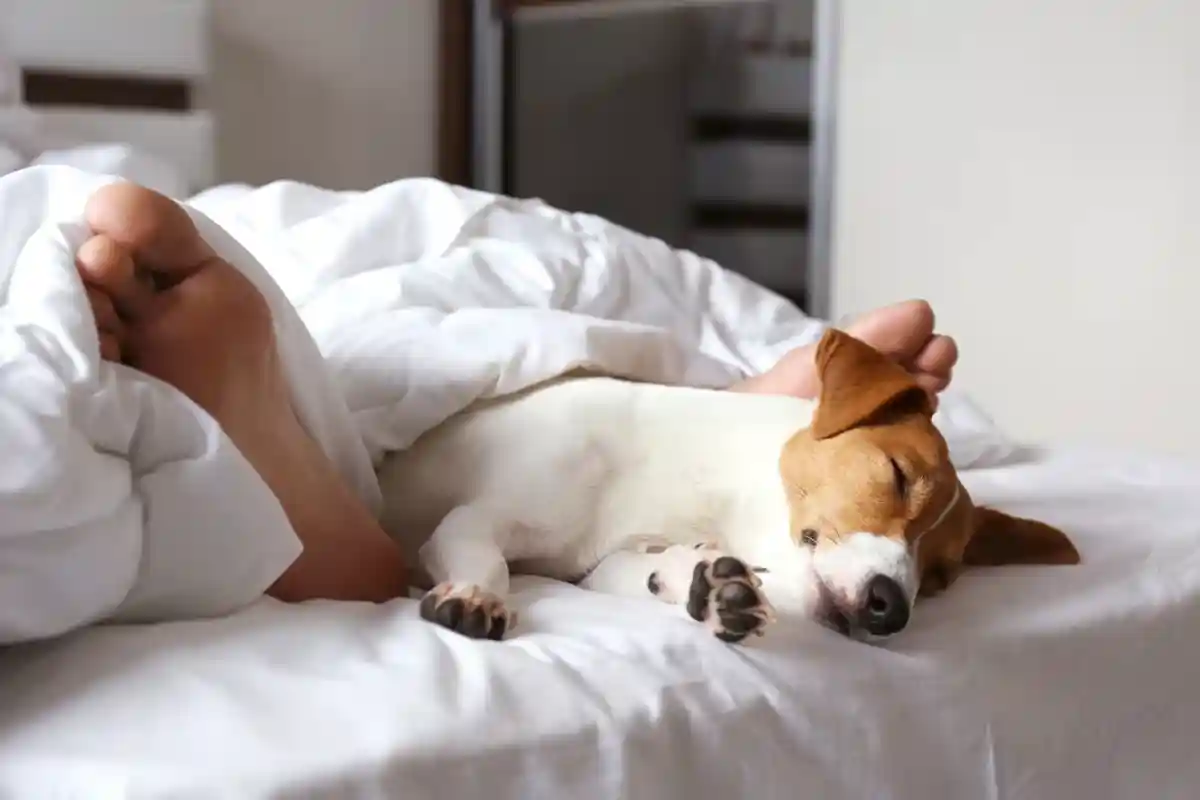 Как питомцы в кровати влияют на сон хозяина: безопаснее партнера. Фото: evrymmnt / Shutterstock
