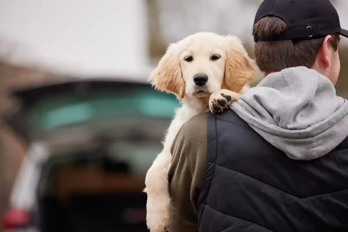Какая страховка нужна в Германии: Страхование ответственности владельцев домашних животных. Фото: Daisy Daisy / Shutterstock