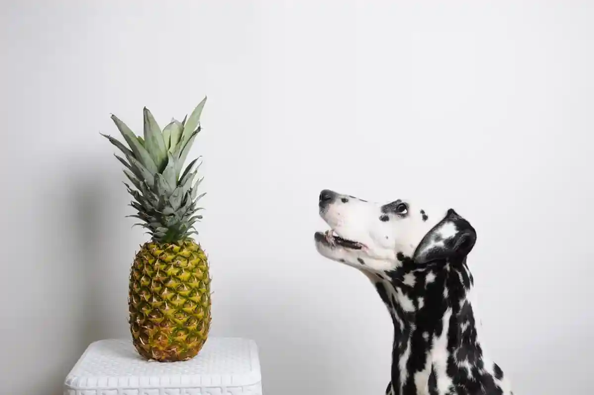 Какие фрукты можно есть собакам: ананас и папайя. Фото: Kristina Sorokina / Shutterstock