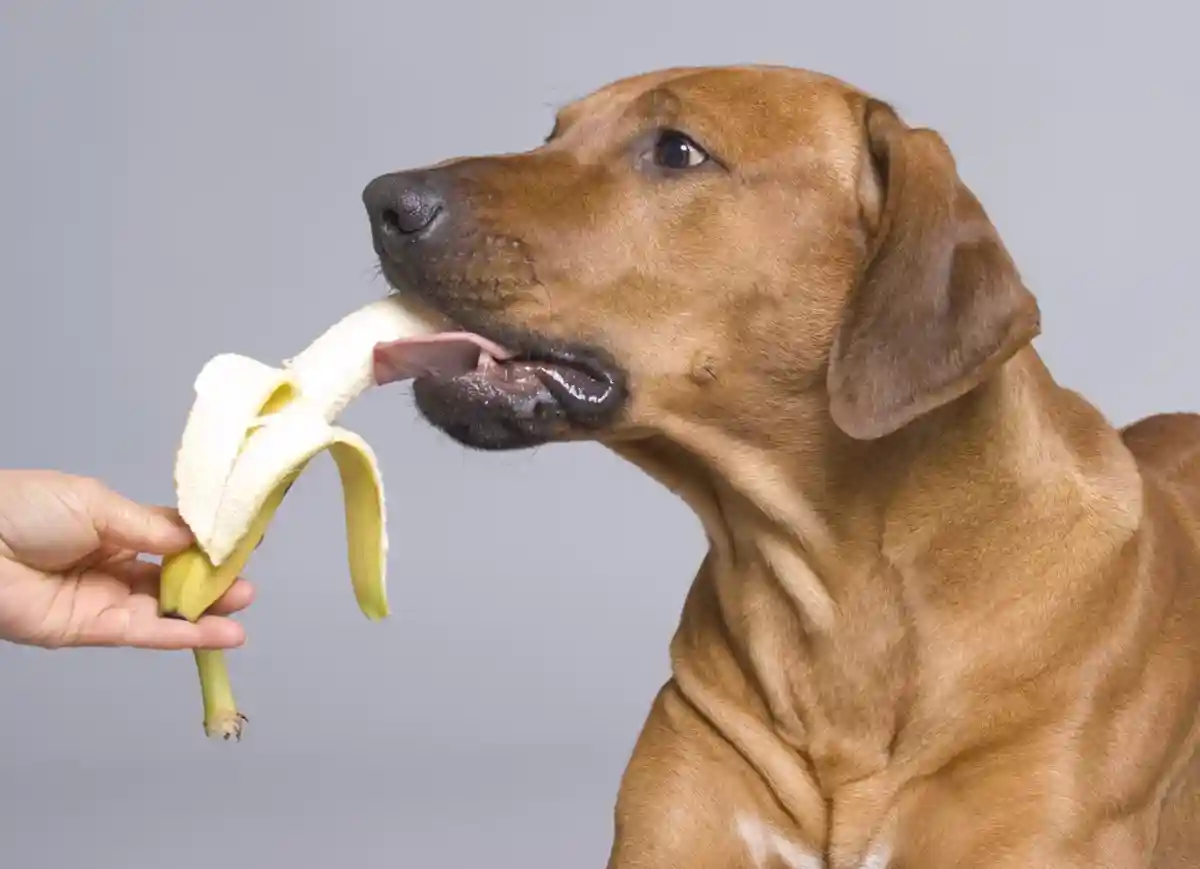 Какие фрукты можно есть собакам: банан. Фото: nancy dressel / Shutterstock