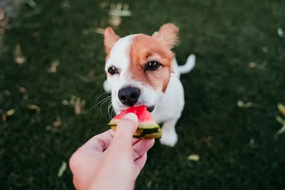 Какие фрукты можно есть собакам