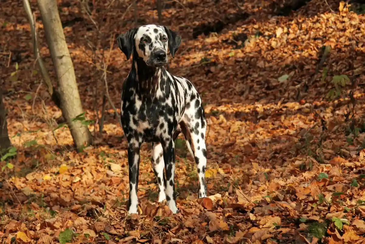 Эта порода собак проявляет склонность к эпилепсии, мочекаменной болезни и различным аллергиям. Фото: commons.wikimedia.org