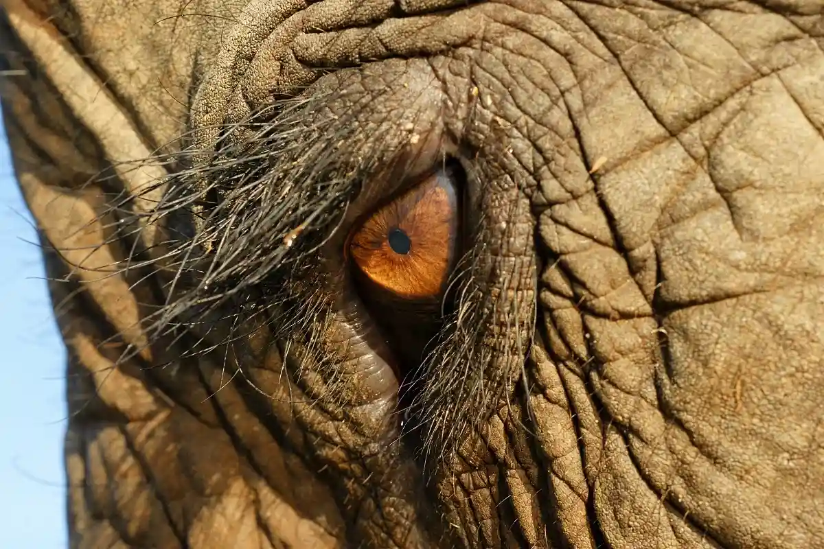 В свои 67 лет Тарга был самым старым слоном в Германии.