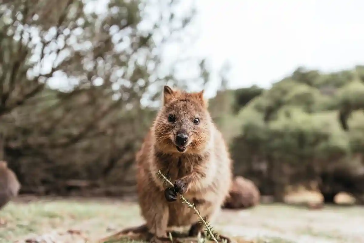 Австралия остановит вымирание животных и растений. Фото: Damian Lugowski / Shutterstock