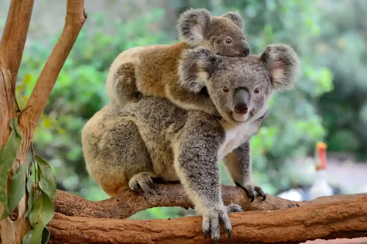 Австралия остановит вымирание животных