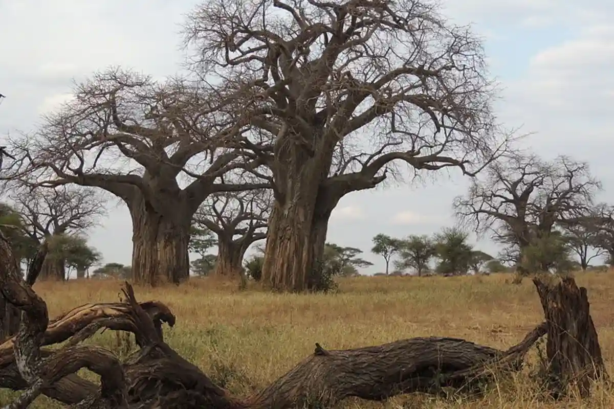«Биопиратство» кенийских баобабов взволновало общественность