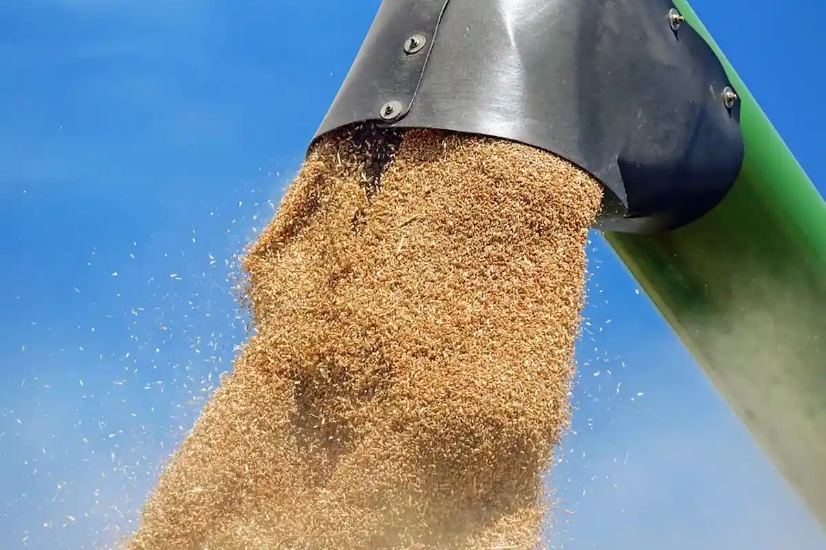 Цены на пшеницу выросли на 5,9%. Фото: Couleur / Pixabay.com