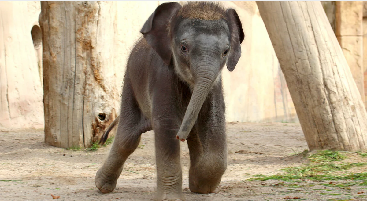 Зоопарк Лейпцига: конкурс на имя для слоненка фото 1