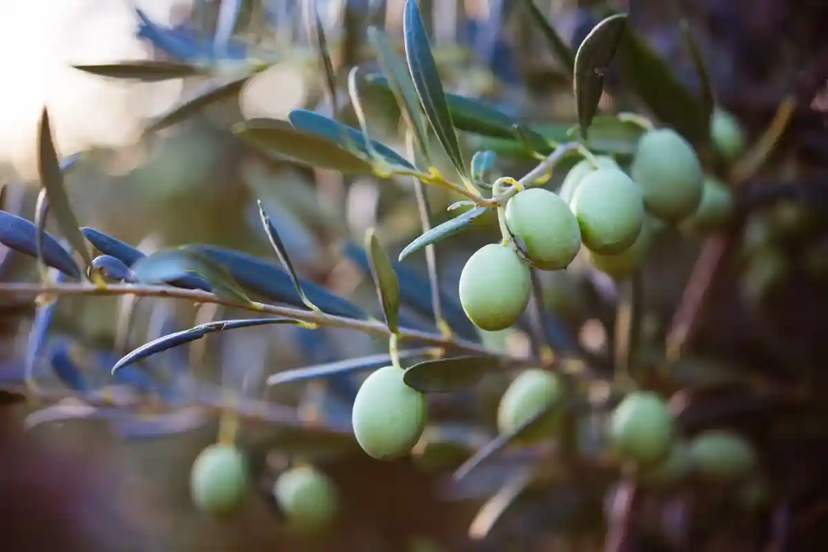 Как подготовить оливковое дерево