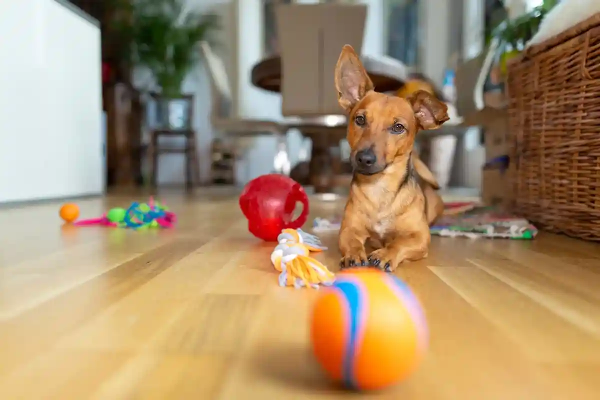 Как правильно выбрать игрушку для собаки фото 1